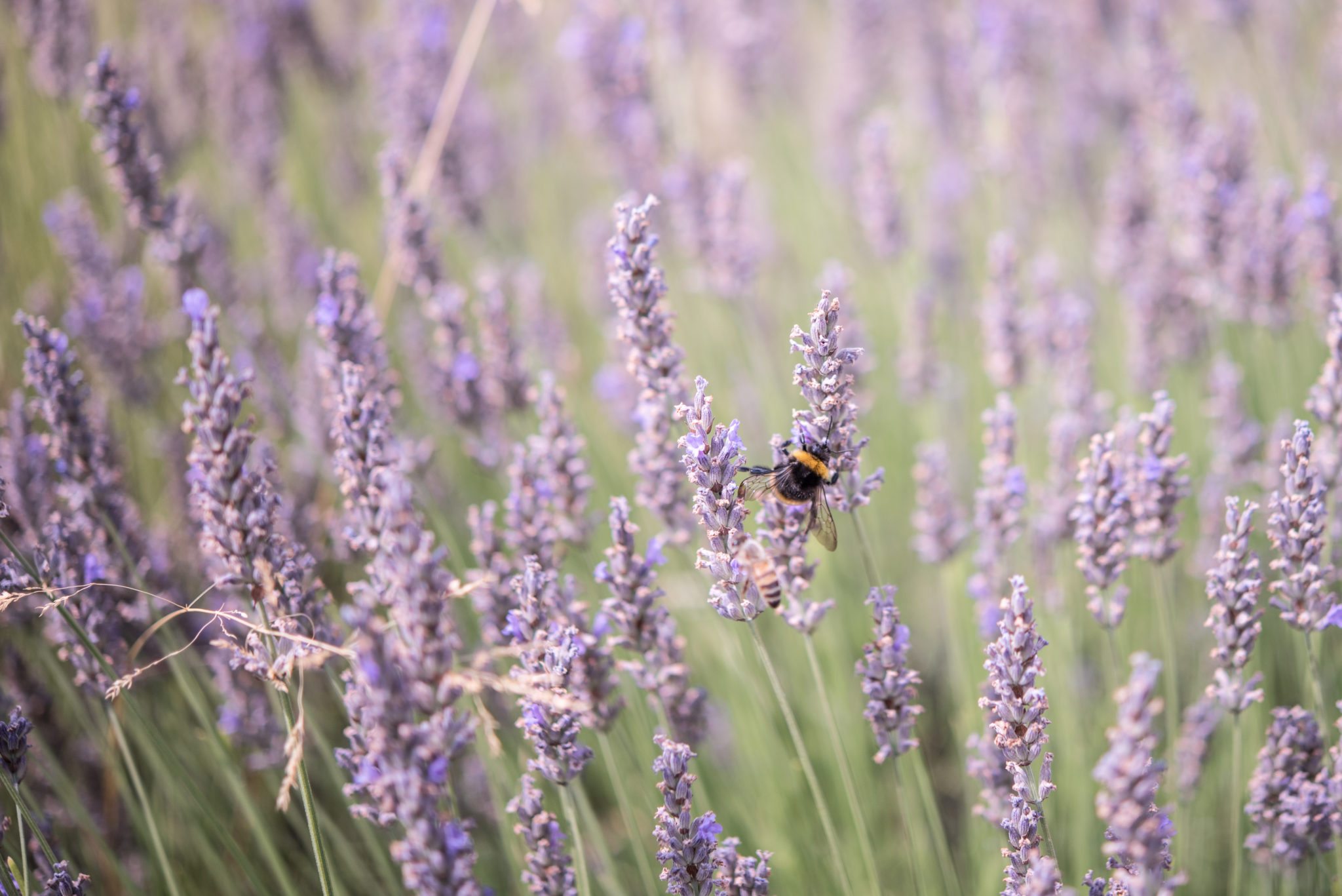 fotografia lavanda